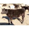 Image 12 : Tom Harrison - 590# Steer Calves - 95 Head (Regina Beach, SK)