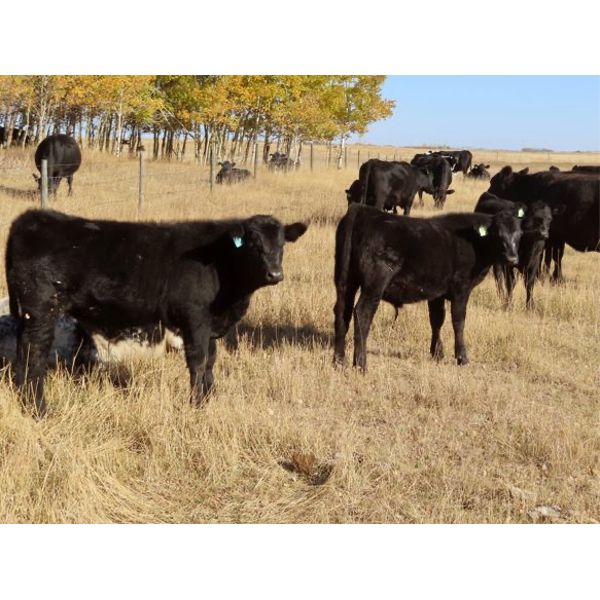 Tom Harrison - 590# Steer Calves - 95 Head (Regina Beach, SK)