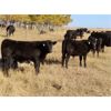 Image 1 : Tom Harrison - 590# Steer Calves - 95 Head (Regina Beach, SK)
