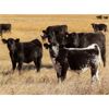 Image 2 : Tom Harrison - 590# Steer Calves - 95 Head (Regina Beach, SK)