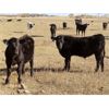 Image 3 : Tom Harrison - 590# Steer Calves - 95 Head (Regina Beach, SK)