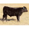 Image 4 : Tom Harrison - 590# Steer Calves - 95 Head (Regina Beach, SK)