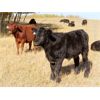 Image 5 : Tom Harrison - 590# Steer Calves - 95 Head (Regina Beach, SK)