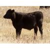 Image 6 : Tom Harrison - 590# Steer Calves - 95 Head (Regina Beach, SK)