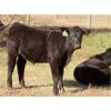 Image 9 : Tom Harrison - 590# Steer Calves - 95 Head (Regina Beach, SK)