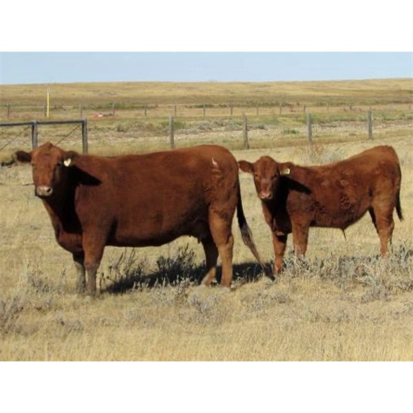 Henrickson Ranching - 610# Steer Calves - 75 Head (Patricia, AB)