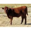 Image 2 : Henrickson Ranching - 610# Steer Calves - 75 Head (Patricia, AB)