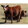 Image 3 : Henrickson Ranching - 610# Steer Calves - 75 Head (Patricia, AB)