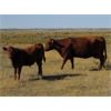 Image 5 : Henrickson Ranching - 610# Steer Calves - 75 Head (Patricia, AB)