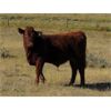 Image 6 : Henrickson Ranching - 610# Steer Calves - 75 Head (Patricia, AB)
