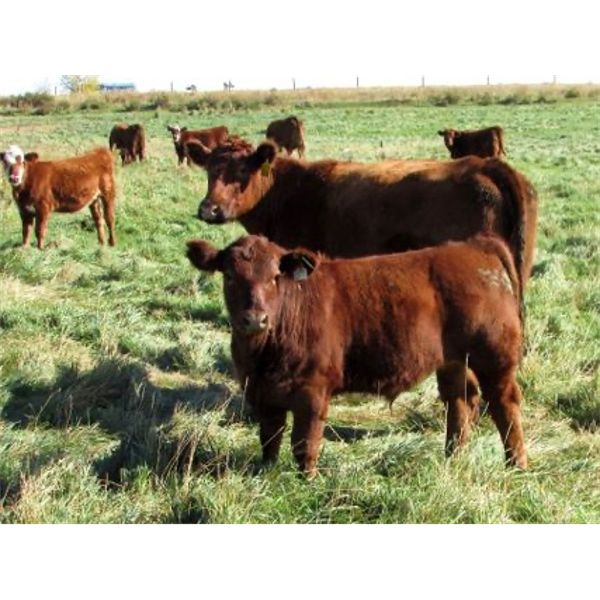 Henrickson Ranching - 530# Steer Calves - 75 Head (Patricia, AB)
