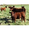 Image 1 : Henrickson Ranching - 530# Steer Calves - 75 Head (Patricia, AB)