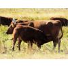 Image 2 : Henrickson Ranching - 530# Steer Calves - 75 Head (Patricia, AB)