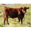 Image 4 : Henrickson Ranching - 530# Steer Calves - 75 Head (Patricia, AB)