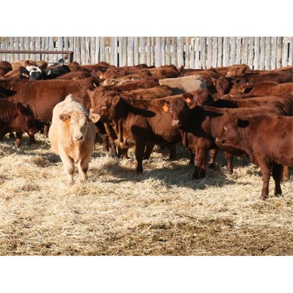 Milford Farming Co. - 900# Weaned Steers - 75 Head (Raymond, AB)