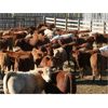 Image 2 : Milford Farming Co. - 900# Weaned Steers - 75 Head (Raymond, AB)