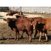 Image 7 : Milford Farming Co. - 900# Weaned Steers - 75 Head (Raymond, AB)