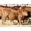 Image 2 : Milford Farming Co. - 800# Weaned Steers - 98 Head (Raymond, AB)