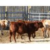 Image 5 : Milford Farming Co. - 800# Weaned Steers - 98 Head (Raymond, AB)
