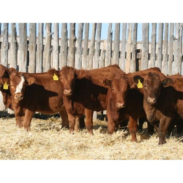 Milford Farming Co. - 750# Weaned Heifers - 55 Head (Raymond, AB)