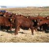 Image 3 : Milford Farming Co. - 750# Weaned Heifers - 55 Head (Raymond, AB)