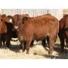 Image 5 : Milford Farming Co. - 750# Weaned Heifers - 55 Head (Raymond, AB)