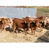 Image 7 : Milford Farming Co. - 750# Weaned Heifers - 55 Head (Raymond, AB)