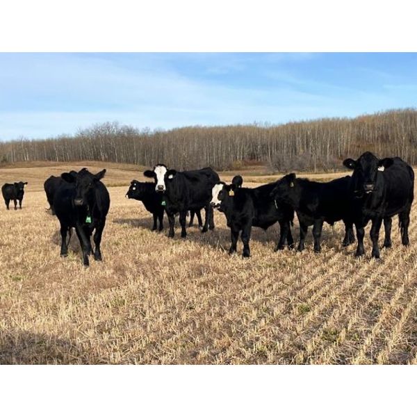 Moore's Ranching - 590# Steer Calves - 280 Head (Loon Lake, SK)