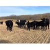 Image 1 : Moore's Ranching - 590# Steer Calves - 280 Head (Loon Lake, SK)