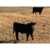 Image 2 : Moore's Ranching - 590# Steer Calves - 280 Head (Loon Lake, SK)