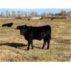 Image 3 : Moore's Ranching - 590# Steer Calves - 280 Head (Loon Lake, SK)
