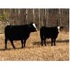 Image 5 : Moore's Ranching - 590# Steer Calves - 280 Head (Loon Lake, SK)