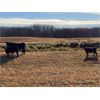 Image 6 : Moore's Ranching - 590# Steer Calves - 280 Head (Loon Lake, SK)
