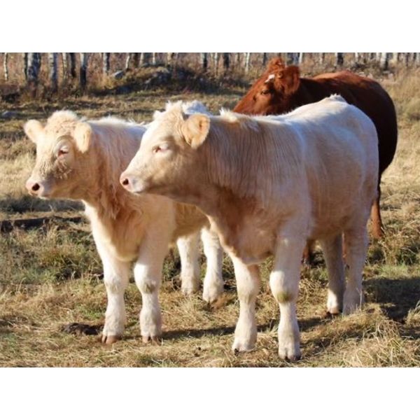 Brent & Brad Moore - 640# Steer Calves - 80 Head (Medstead, SK)