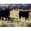 Image 3 : Brent & Brad Moore - 640# Steer Calves - 80 Head (Medstead, SK)