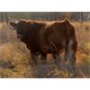 Image 7 : Brent & Brad Moore - 640# Steer Calves - 80 Head (Medstead, SK)