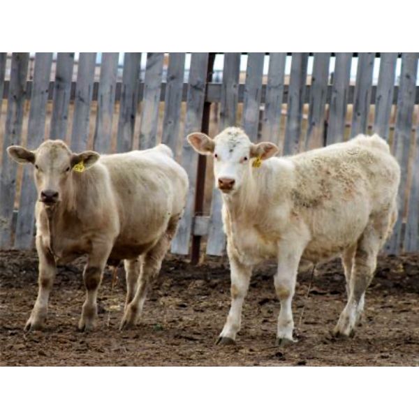 Delta Land & Cattle - 650# Steer Calves - 90 Head (Gull Lake, SK)