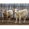 Image 1 : Delta Land & Cattle - 650# Steer Calves - 90 Head (Gull Lake, SK)