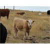 Image 2 : Delta Land & Cattle - 650# Steer Calves - 90 Head (Gull Lake, SK)