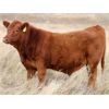 Image 4 : Delta Land & Cattle - 650# Steer Calves - 90 Head (Gull Lake, SK)