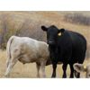 Image 5 : Delta Land & Cattle - 650# Steer Calves - 90 Head (Gull Lake, SK)