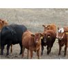 Image 6 : Delta Land & Cattle - 650# Steer Calves - 90 Head (Gull Lake, SK)