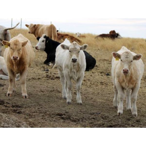 Delta Land & Cattle - 600# Heifer Calves - 60 Head (Gull Lake, SK)