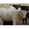 Image 3 : Delta Land & Cattle - 600# Heifer Calves - 60 Head (Gull Lake, SK)