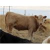 Image 6 : Delta Land & Cattle - 600# Heifer Calves - 60 Head (Gull Lake, SK)
