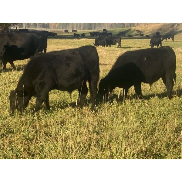 Stephen Crawford - 560# Steer Calves - 75 Head (Caroline, AB)