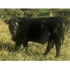 Image 2 : Stephen Crawford - 560# Steer Calves - 75 Head (Caroline, AB)