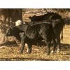 Image 3 : Stephen Crawford - 560# Steer Calves - 75 Head (Caroline, AB)