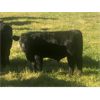 Image 4 : Stephen Crawford - 560# Steer Calves - 75 Head (Caroline, AB)