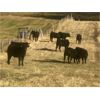 Image 6 : Stephen Crawford - 560# Steer Calves - 75 Head (Caroline, AB)